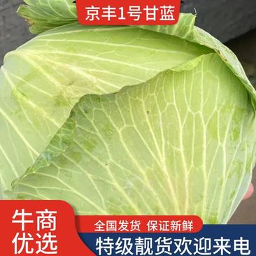 京丰一号精品平包菜扁包菜大量供应货源充足代发全国