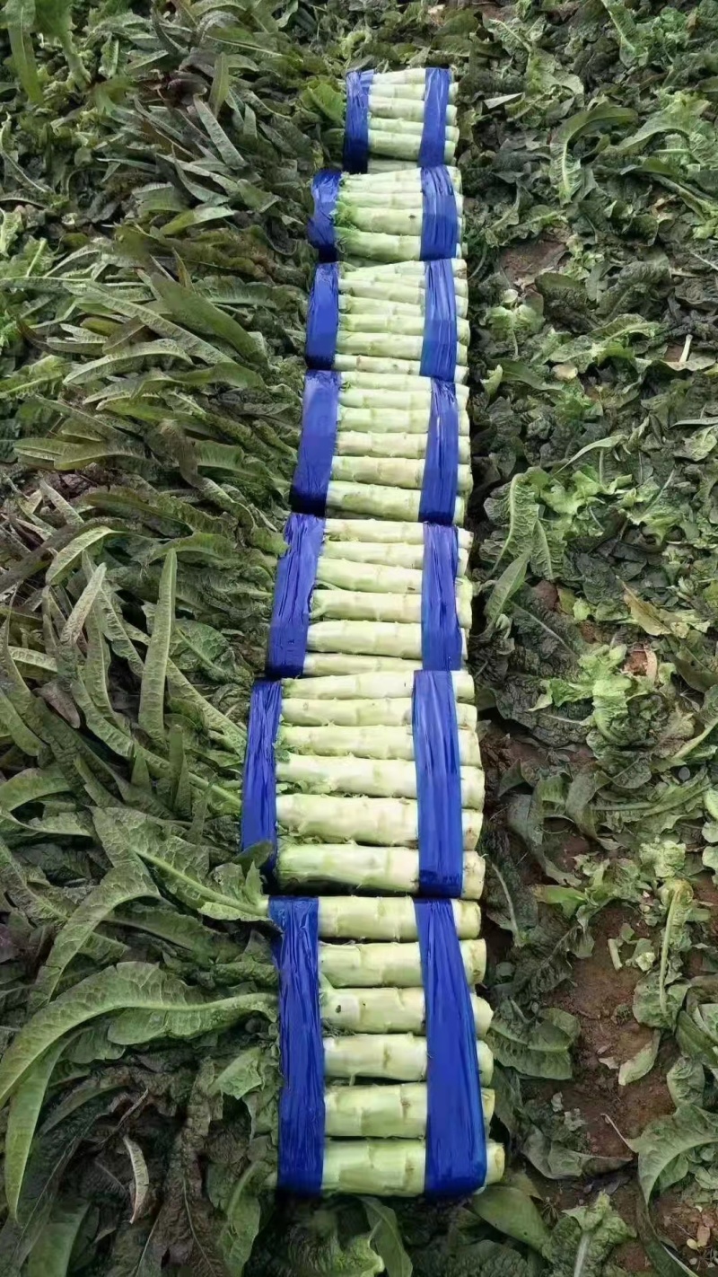 莴笋红香叶莴笋产地品行好不垒口有需要的老板来电