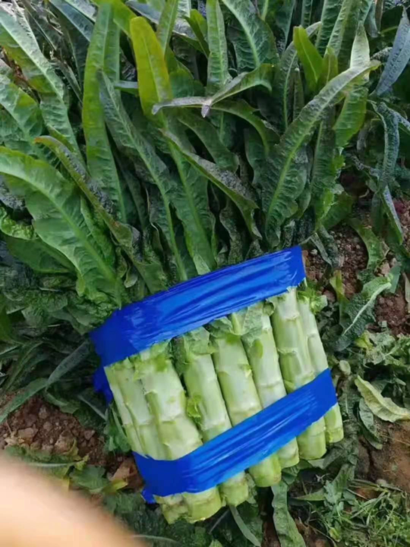 莴笋红香叶莴笋产地品行好不垒口有需要的老板来电