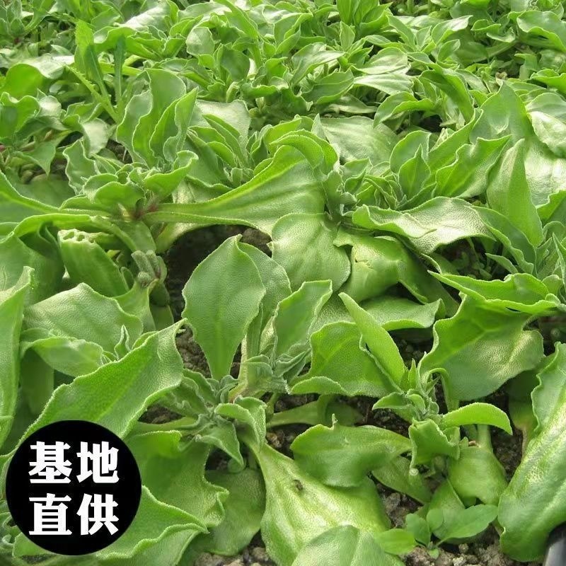 云南精品冰草优质货源，支持全国发货，量大，常年对外供货