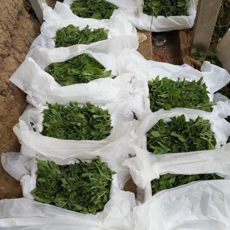云南精品冰草优质货源，支持全国发货，量大，常年对外供货
