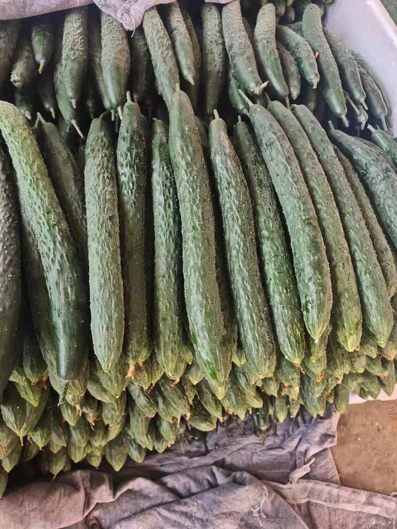 【热卖】密刺黄瓜大量上市，商超品质，质量保障基地供货
