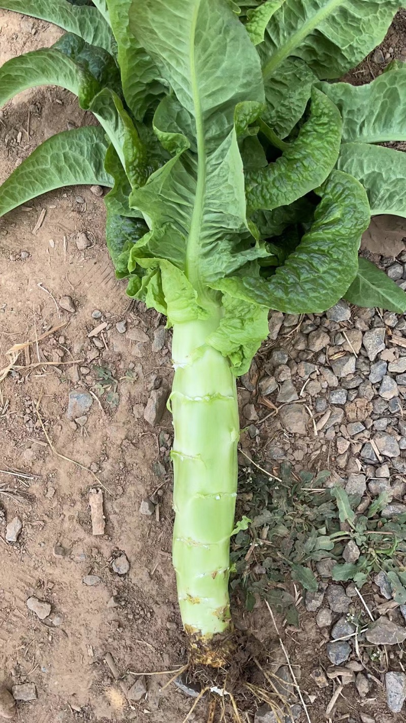 【精品】山东兰陵县莴笋青皮青肉大量有货欢迎实地考察选购