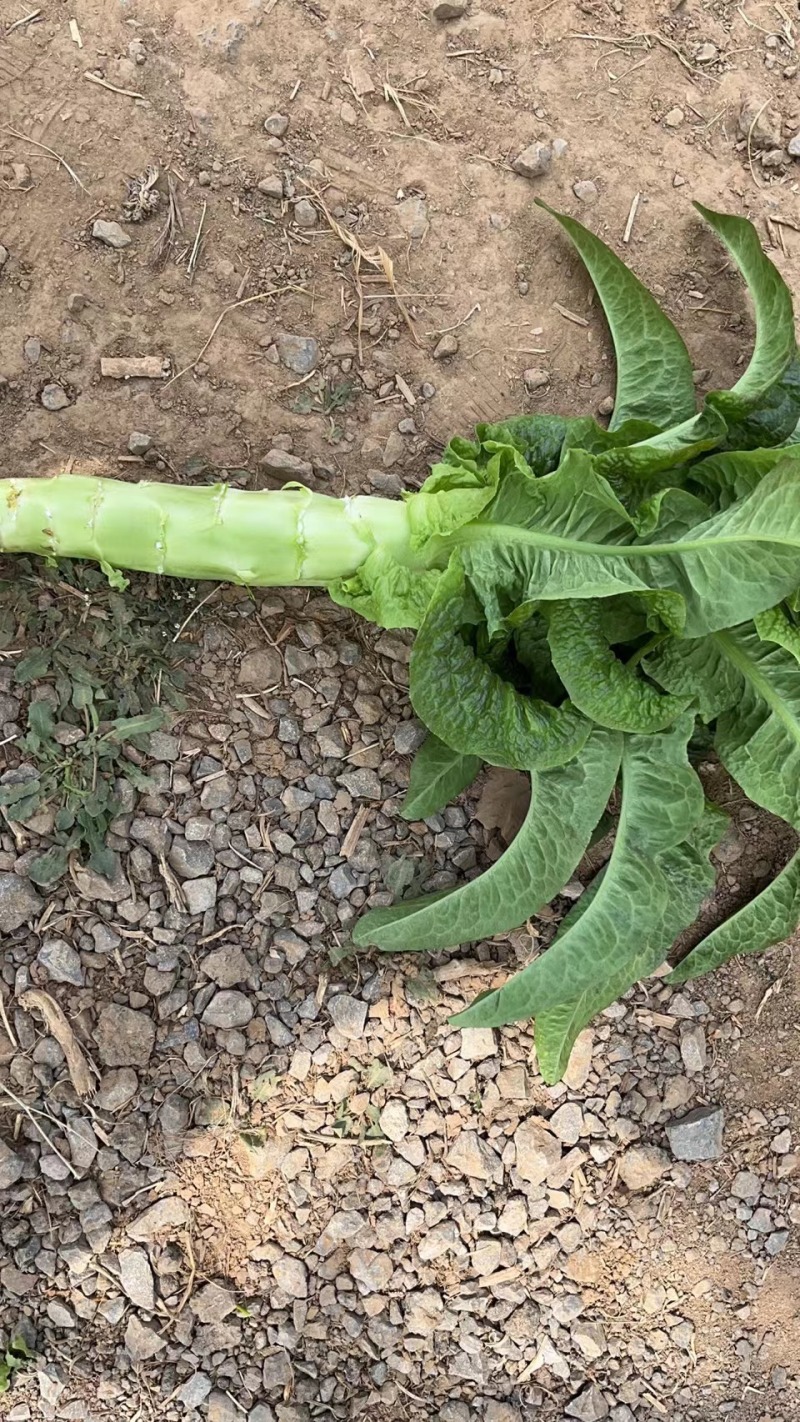 【精品】山东兰陵县莴笋青皮青肉大量有货欢迎实地考察选购