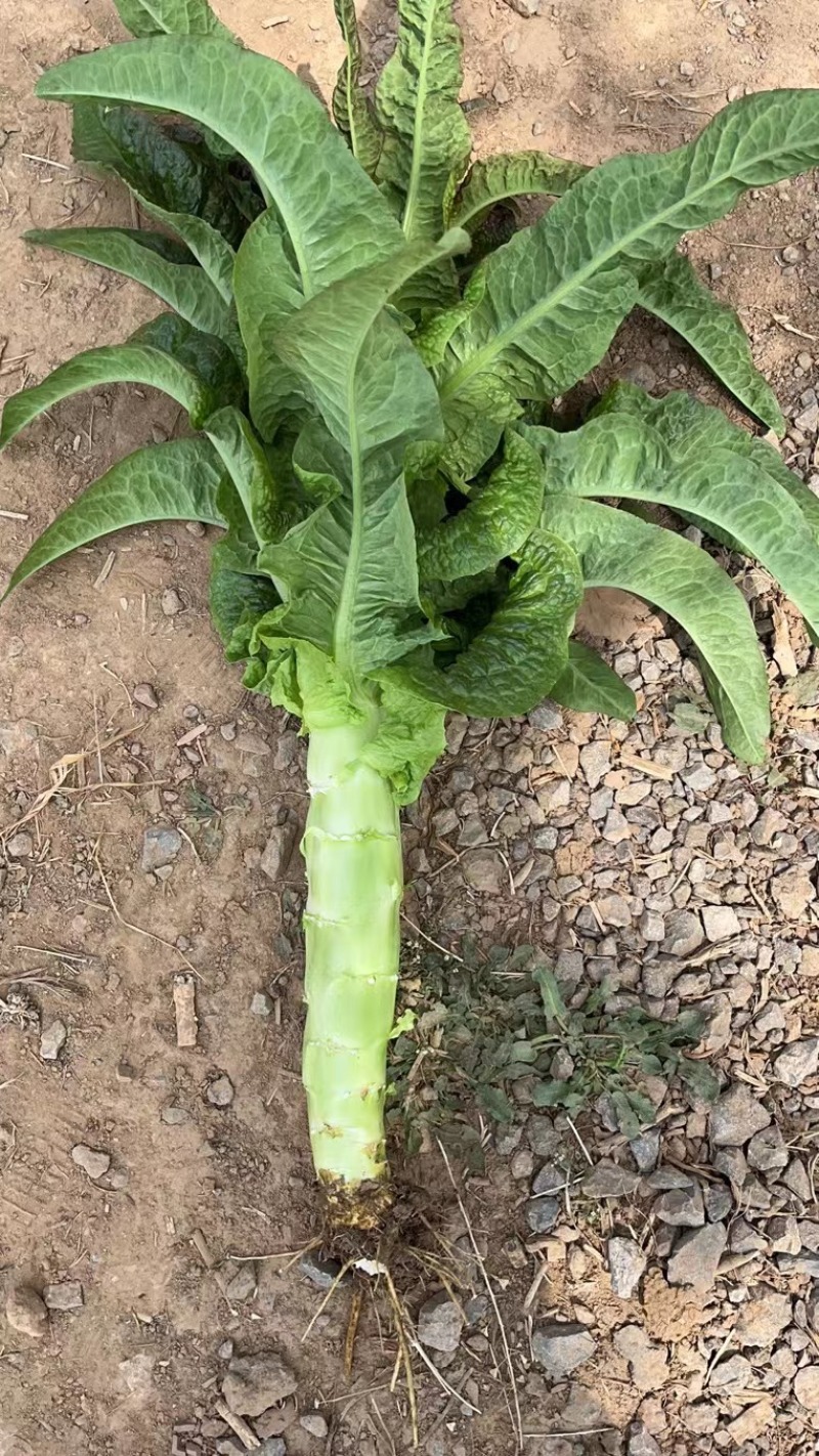 【精品】山东兰陵县莴笋青皮青肉大量有货欢迎实地考察选购