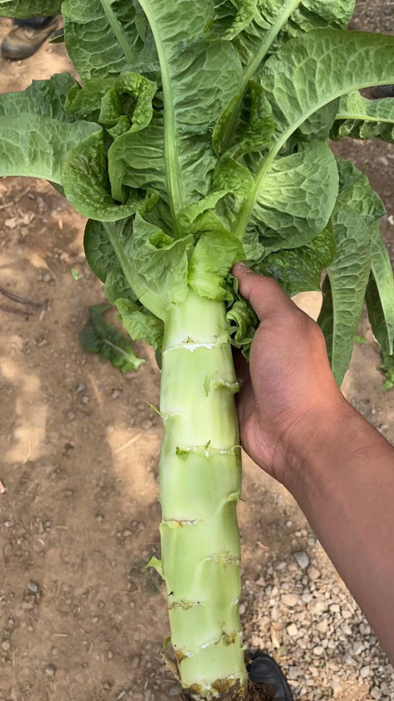 【精品】山东兰陵县莴笋青皮青肉大量有货欢迎实地考察选购