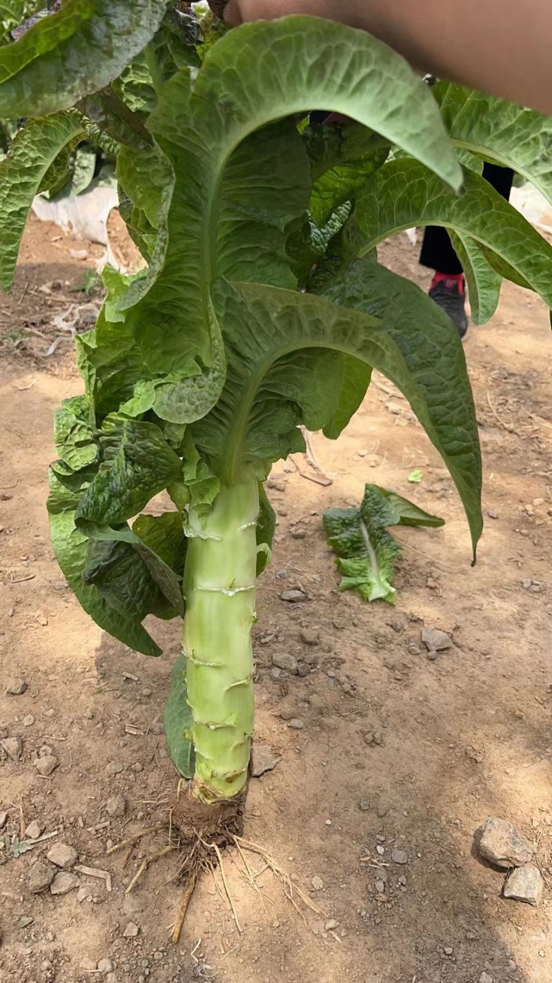 【精品】山东兰陵县莴笋青皮青肉大量有货欢迎实地考察选购