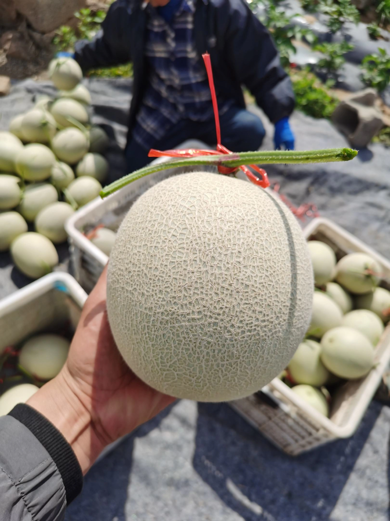 海阳网纹瓜软糯香甜，甜度十五以上，欢迎进店联系