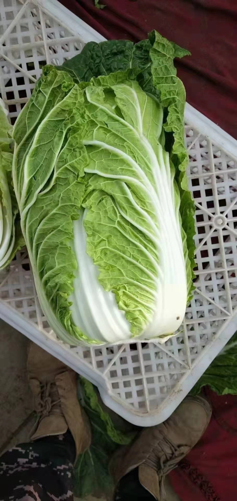 大白菜大白菜大量上市中，可发全国，量大