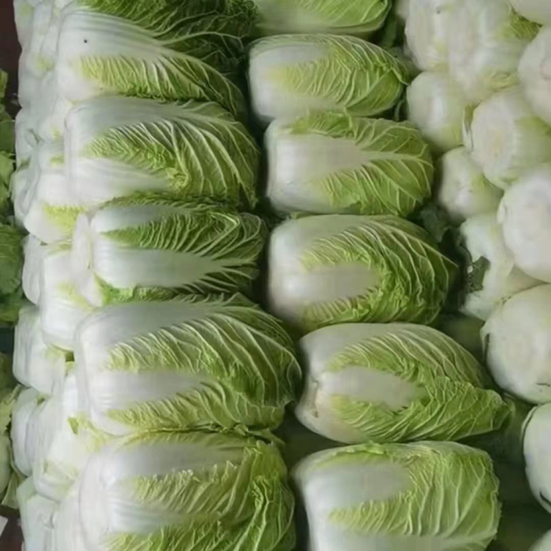 大白菜大白菜大量上市中，可发全国，量大