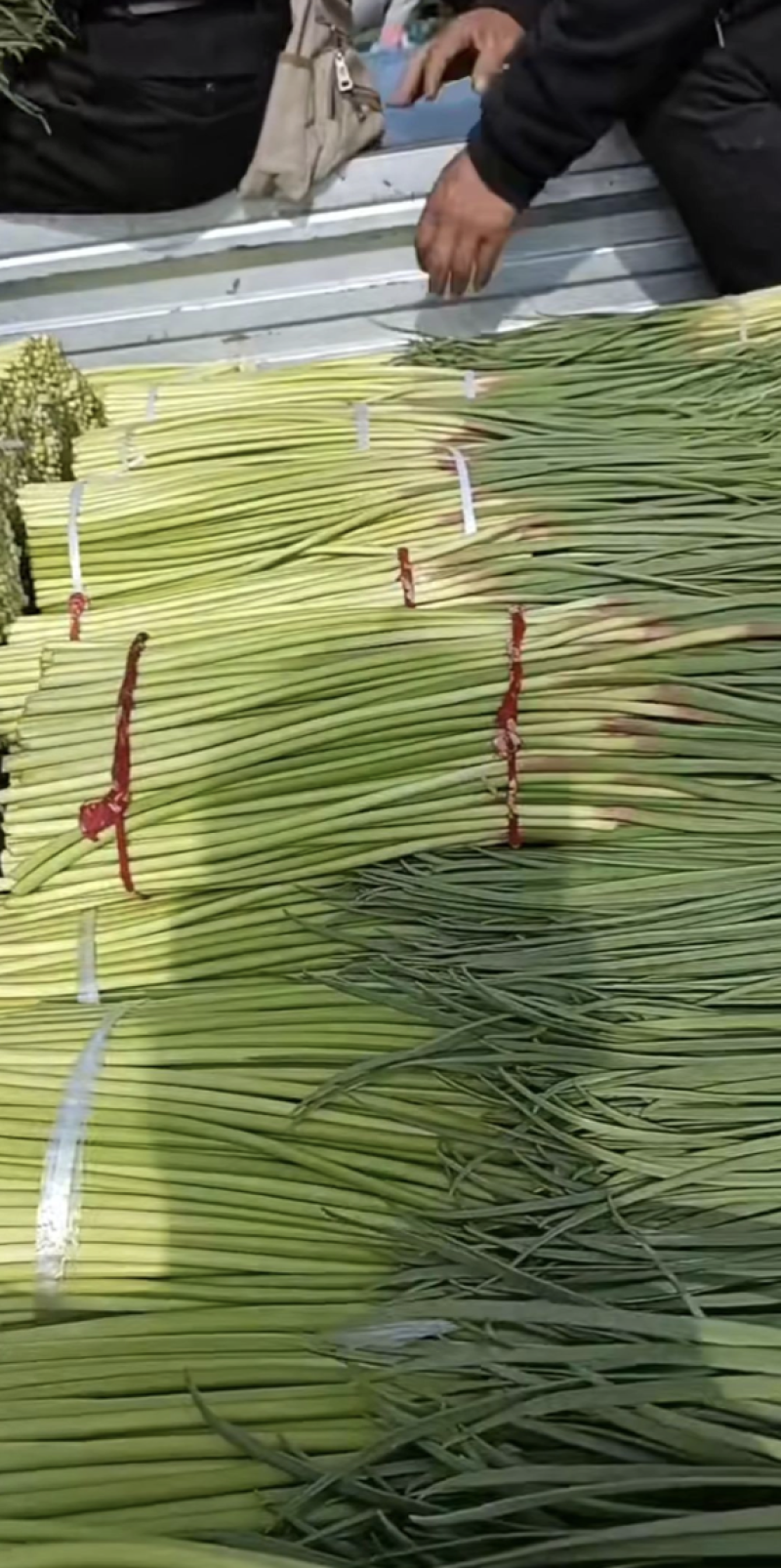 精品蒜薹红帽蒜薹蒜苔产地直销对接各类客户