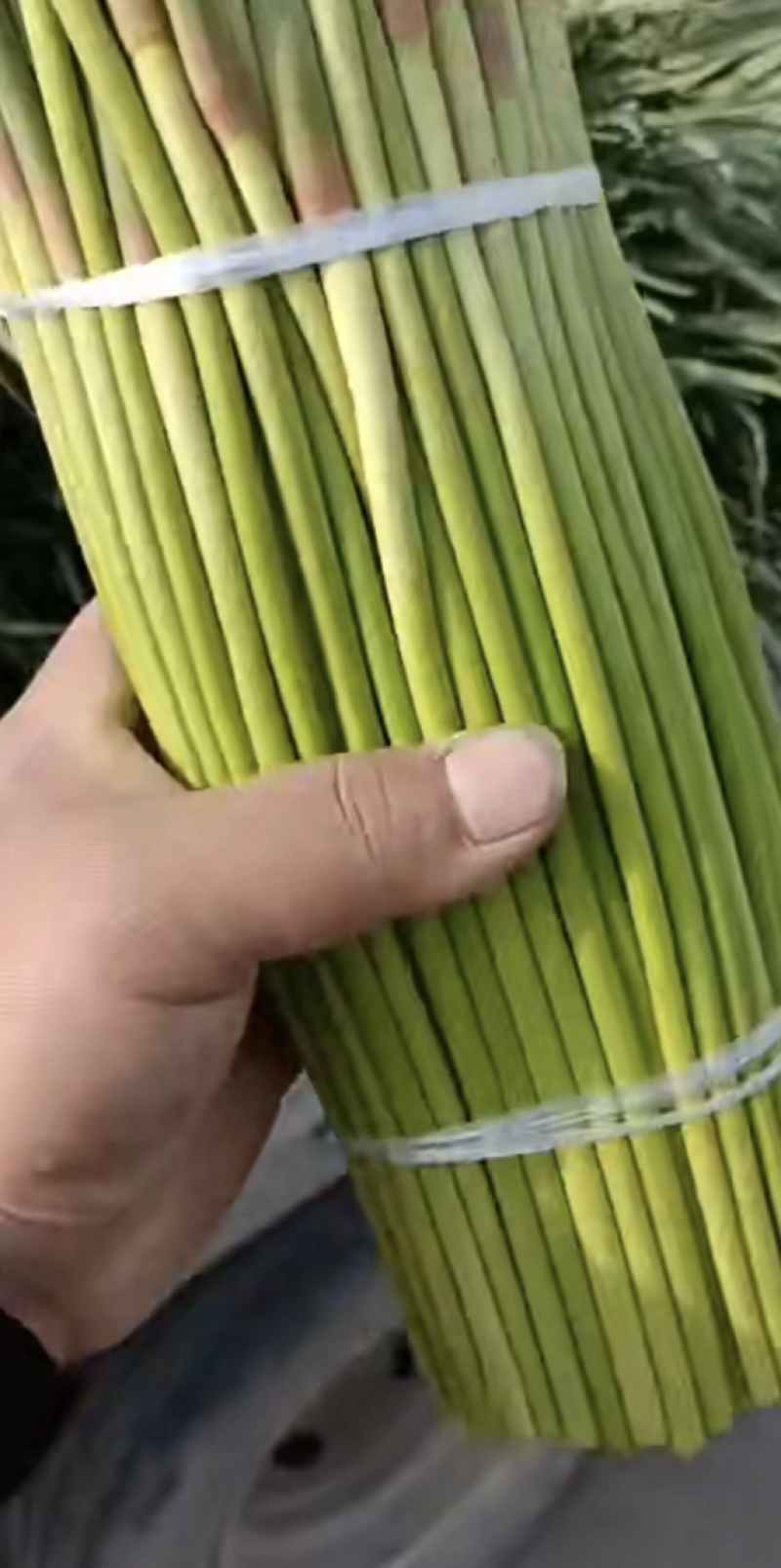 精品蒜薹红帽蒜薹蒜苔产地直销对接各类客户