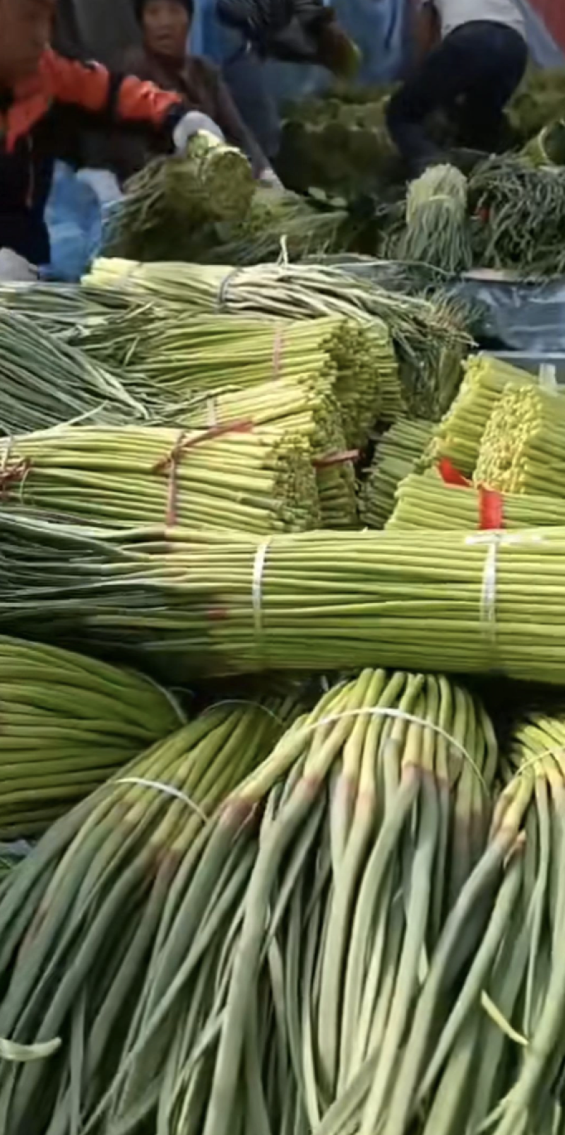 精品蒜薹红帽蒜薹蒜苔产地直销对接各类客户
