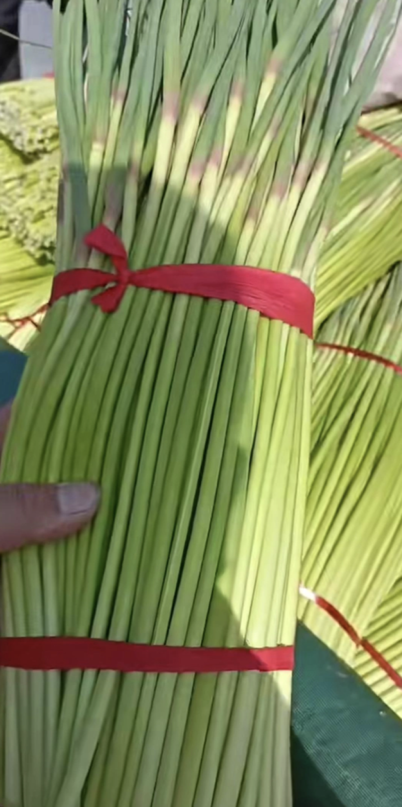 精品蒜薹红帽蒜薹蒜苔产地直销对接各类客户