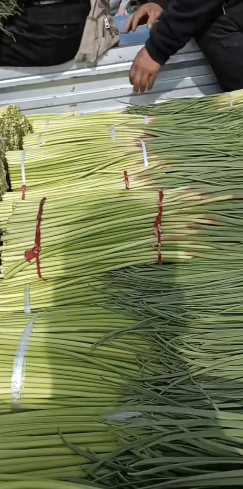 精品蒜薹红帽蒜薹蒜苔产地直销对接各类客户