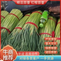 精品蒜薹红帽蒜薹蒜苔产地直销对接各类客户