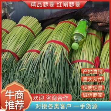 精品蒜薹红帽蒜薹蒜苔产地直销对接各类客户