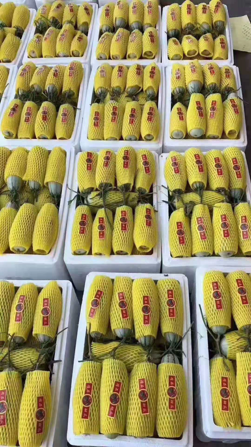 【甜瓜】精品博洋661香甜酥脆产地直销坏单包赔全国发货