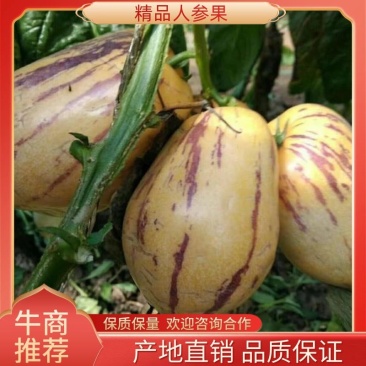 人参果甘肃民勤人参果原产地源头货源直发电商货产地直
