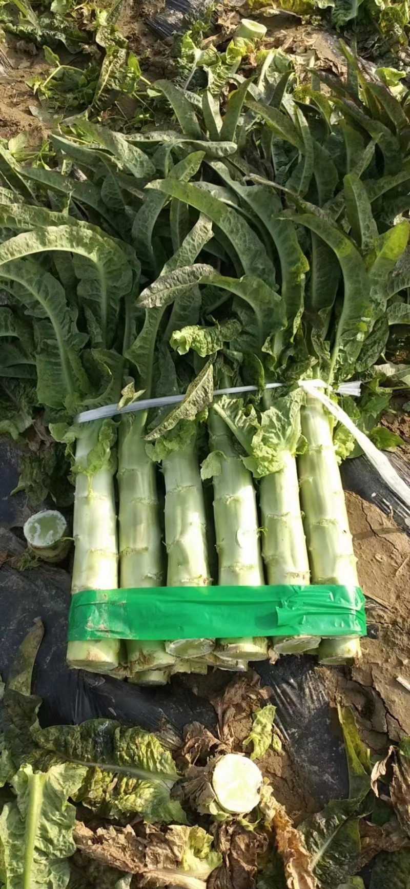 【莴苣】湖北红叶香莴苣产地直发可视频看货品质保证