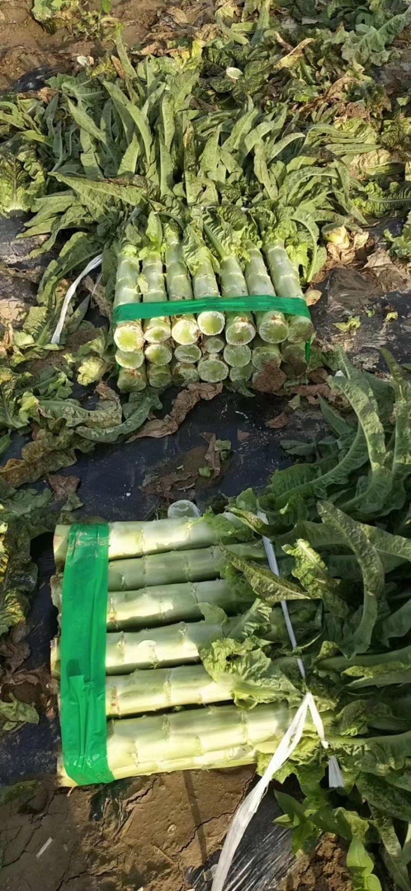 【莴苣】湖北红叶香莴苣产地直发可视频看货品质保证
