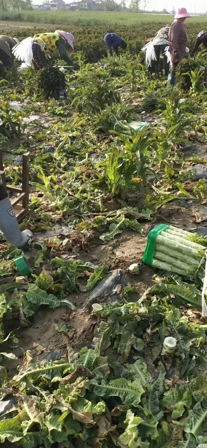 【莴苣】湖北红叶香莴苣产地直发可视频看货品质保证