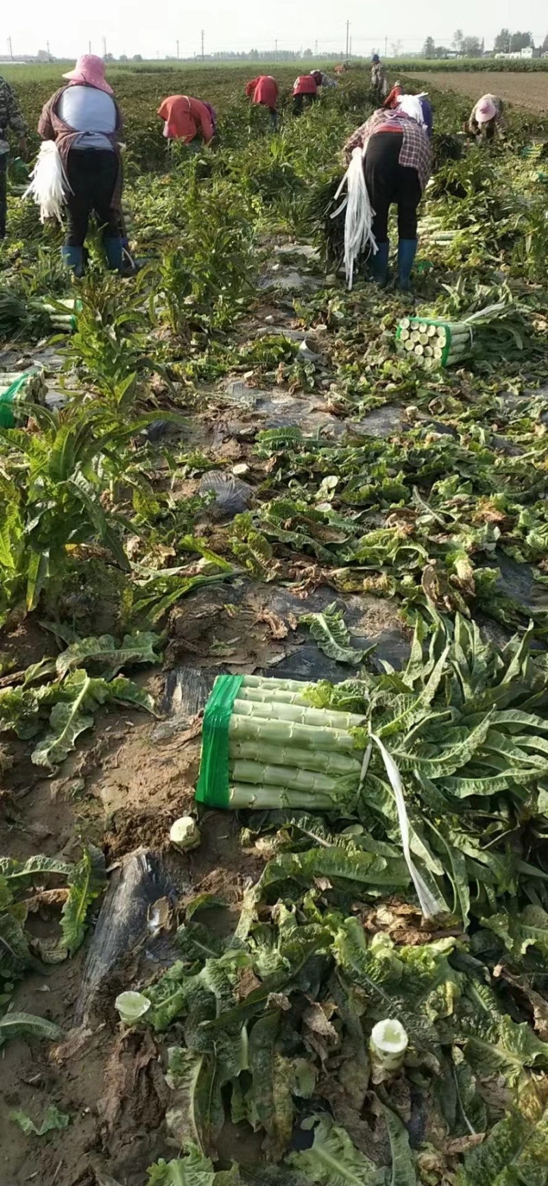 【莴苣】湖北红叶香莴苣产地直发可视频看货品质保证