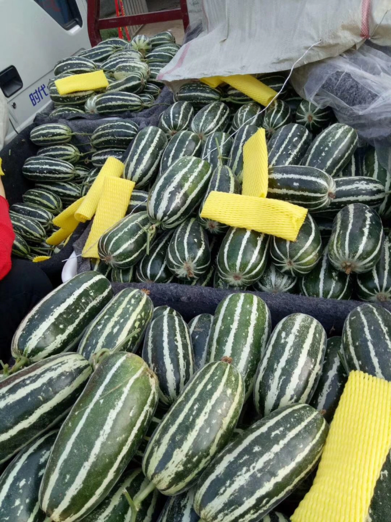【甜瓜】博洋9产地直销皮薄多汁量大从优全国发货