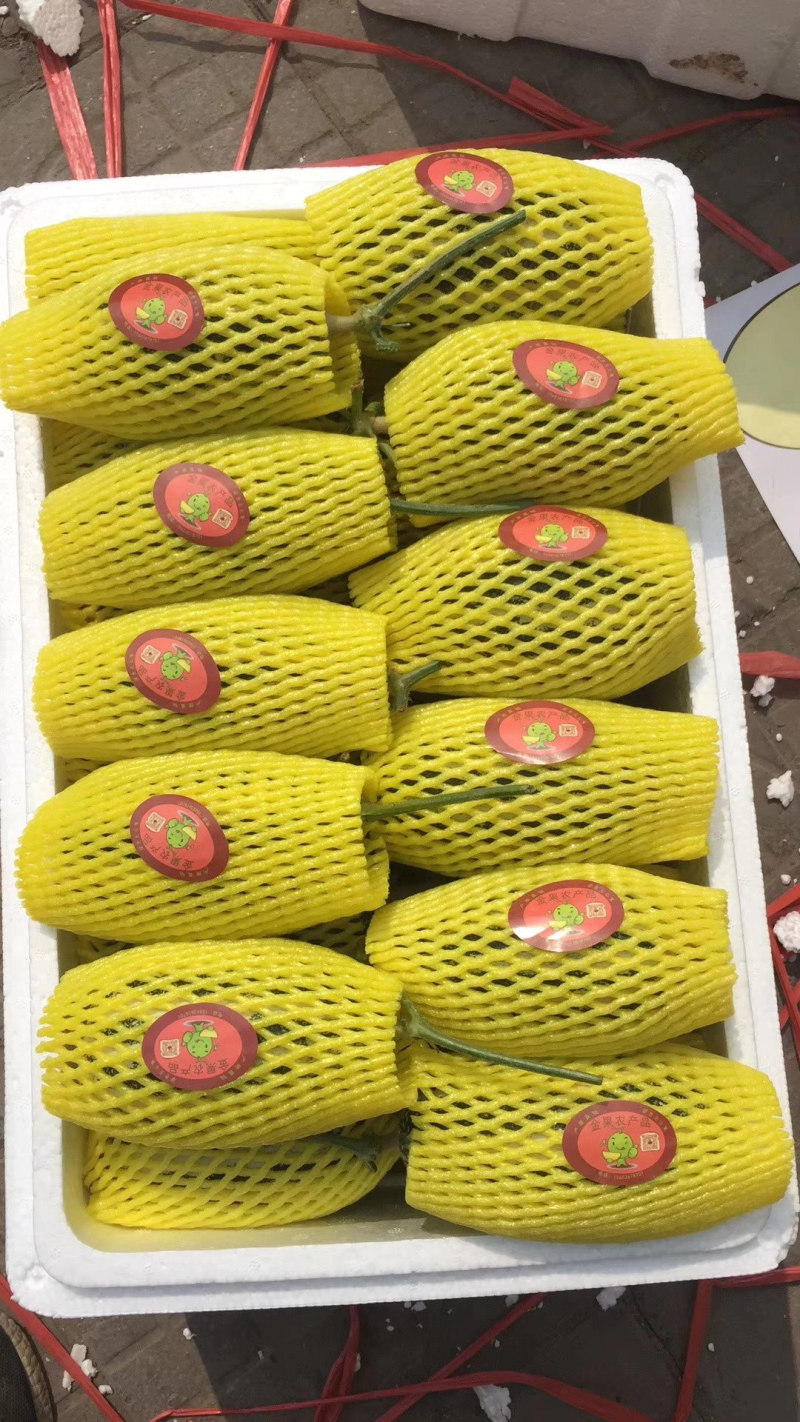 【甜瓜】博洋9产地直销皮薄多汁量大从优全国发货