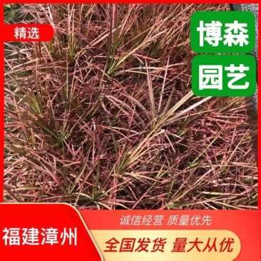 三色千年木杯苗七彩铁袋苗七彩马尾铁绿化苗