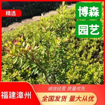 金叶满天星小苗金叶萼距花袋苗金叶雪茄花容器苗