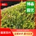 金叶满天星小苗金叶萼距花袋苗金叶雪茄花容器苗