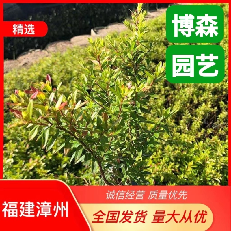 金叶满天星小苗金叶萼距花袋苗金叶雪茄花容器苗