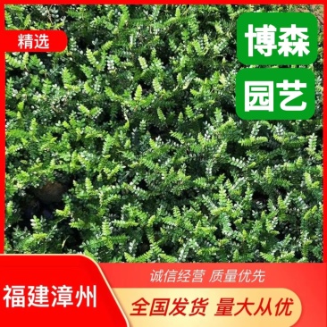 清香木杯苗胡椒木盆苗清香木容器苗承接市政工程订单