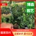 胡椒木袋苗清香木小苗胡椒木盆栽批发福建花卉基地
