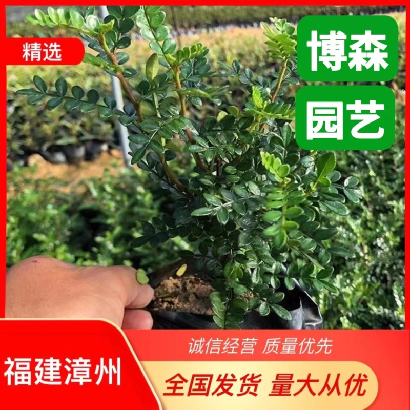 胡椒木袋苗清香木小苗胡椒木盆栽批发福建花卉基地