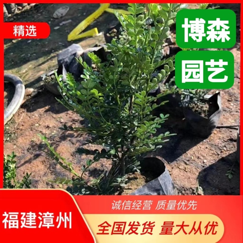 清香木袋苗清香木盆景胡椒木杯苗胡椒木小红盆