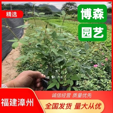 红花月季小苗绿化月季花袋苗福建漳州种植基地直供