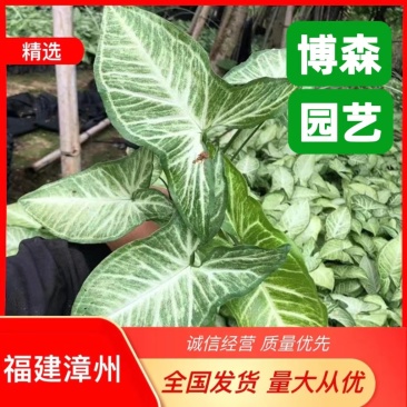 白蝴蝶合果芋小苗常绿合果芋袋苗观叶植物农户自产自销