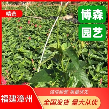 大花芦莉小苗红花芦莉杯苗绿化艳芦莉容器苗观花植物