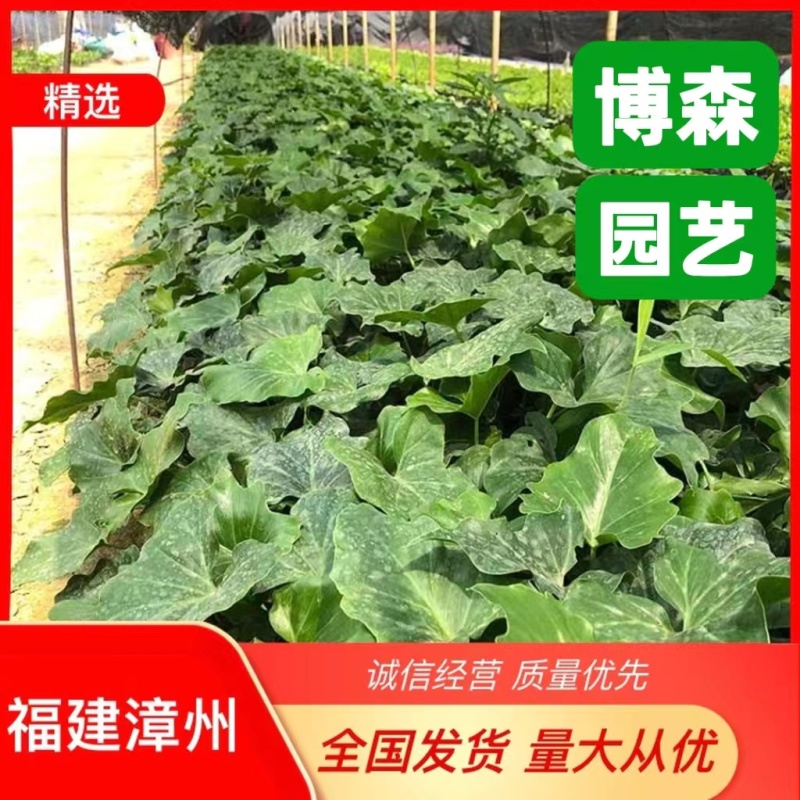 春羽工程苗春芋地被苗仙羽蔓绿绒杯苗小天使绿化苗