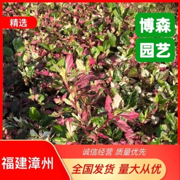 彩叶扶桑杯苗彩叶大红花容器苗彩叶朱槿袋苗小苗彩叶植