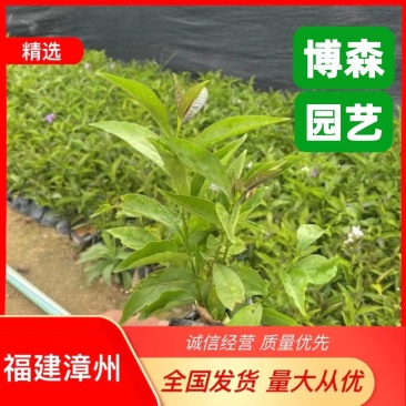 双色茉莉鸳鸯茉莉博森园艺常年供应货源稳定欢迎选购