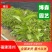 双色茉莉鸳鸯茉莉博森园艺常年供应货源稳定欢迎选购