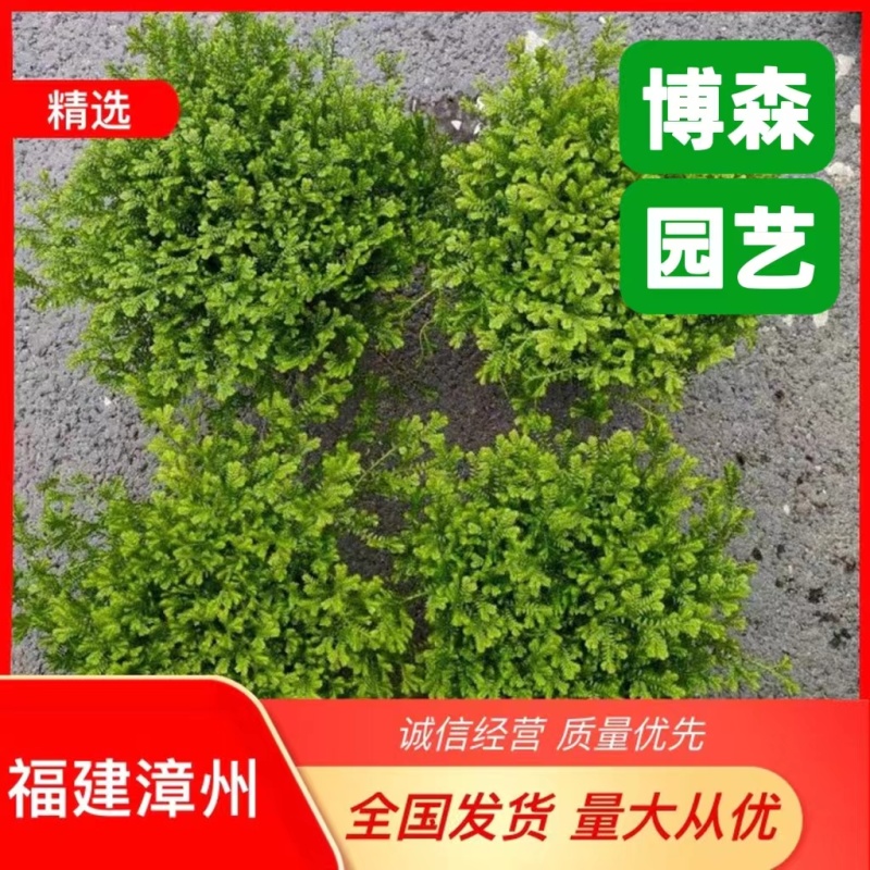 翠云草盆景盆栽苗木基地直发绿化苗木可视频看货