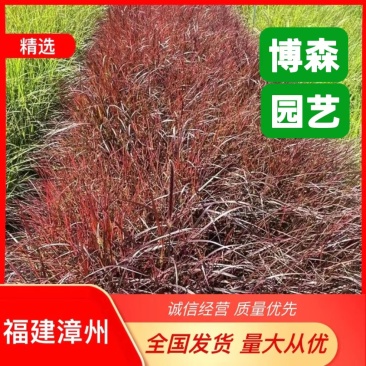 紫色狼尾草福建漳浦苗圃基地质量保证量大从优