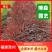 紫色狼尾草福建漳浦苗圃基地质量保证量大从优