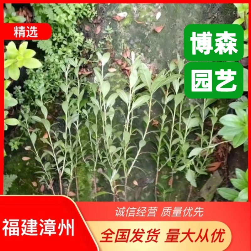 西洋杜鹃基地直发盆栽植物四季开花大量现货