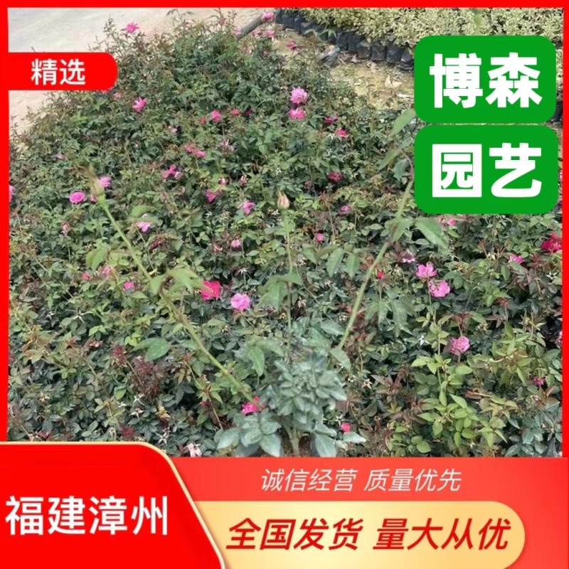 月季花基地批发品种齐全一手货源欢迎选购