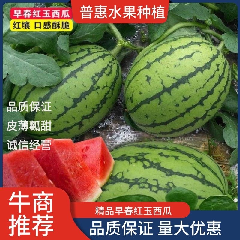 【头茬好货】西瓜，安徽早春红玉西瓜，皮薄瓤甜，全国发货